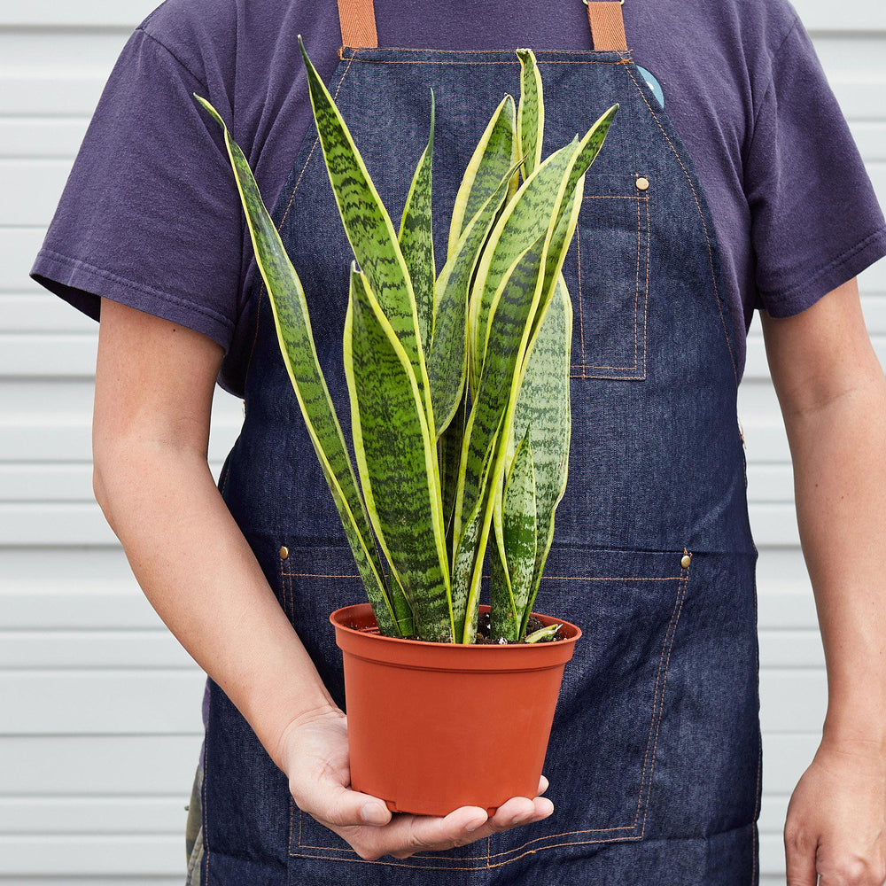 
                      
                        Snake Plant 'Laurentii'
                      
                    