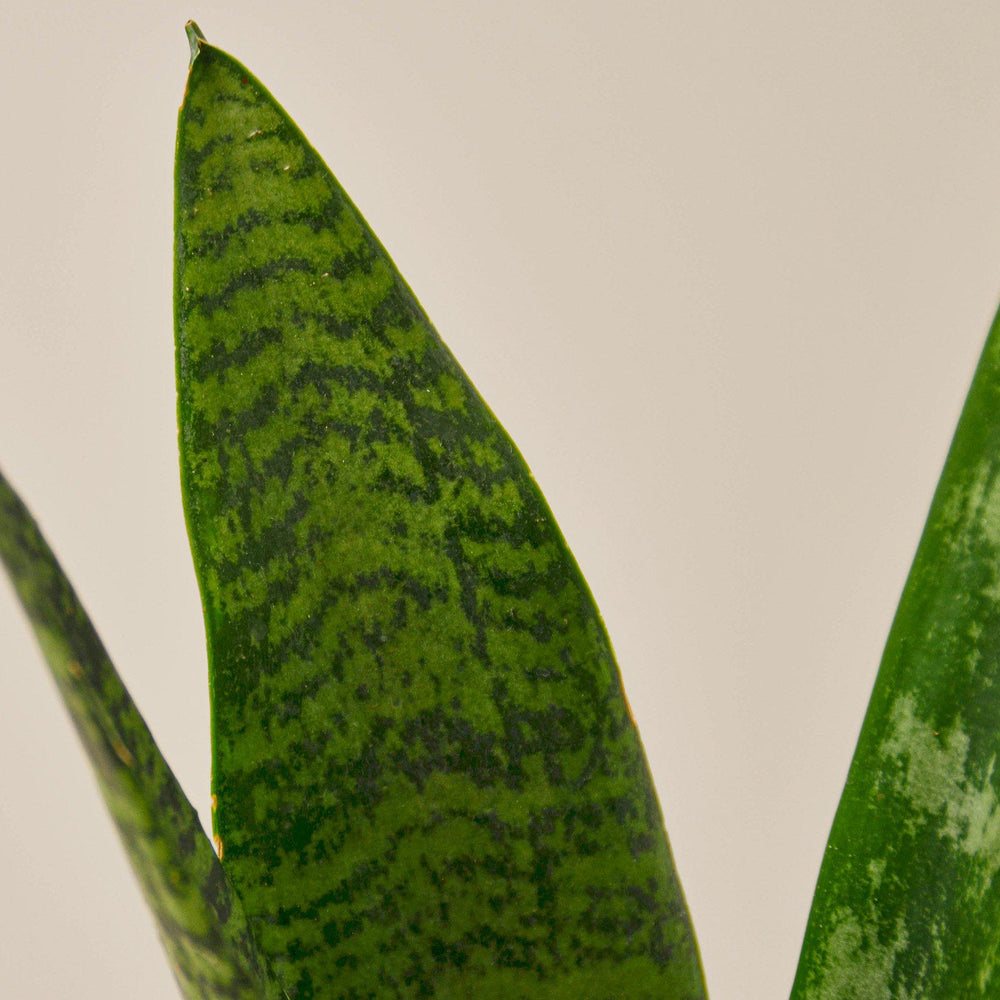 
                      
                        Snake Plant 'Zeylanica'
                      
                    