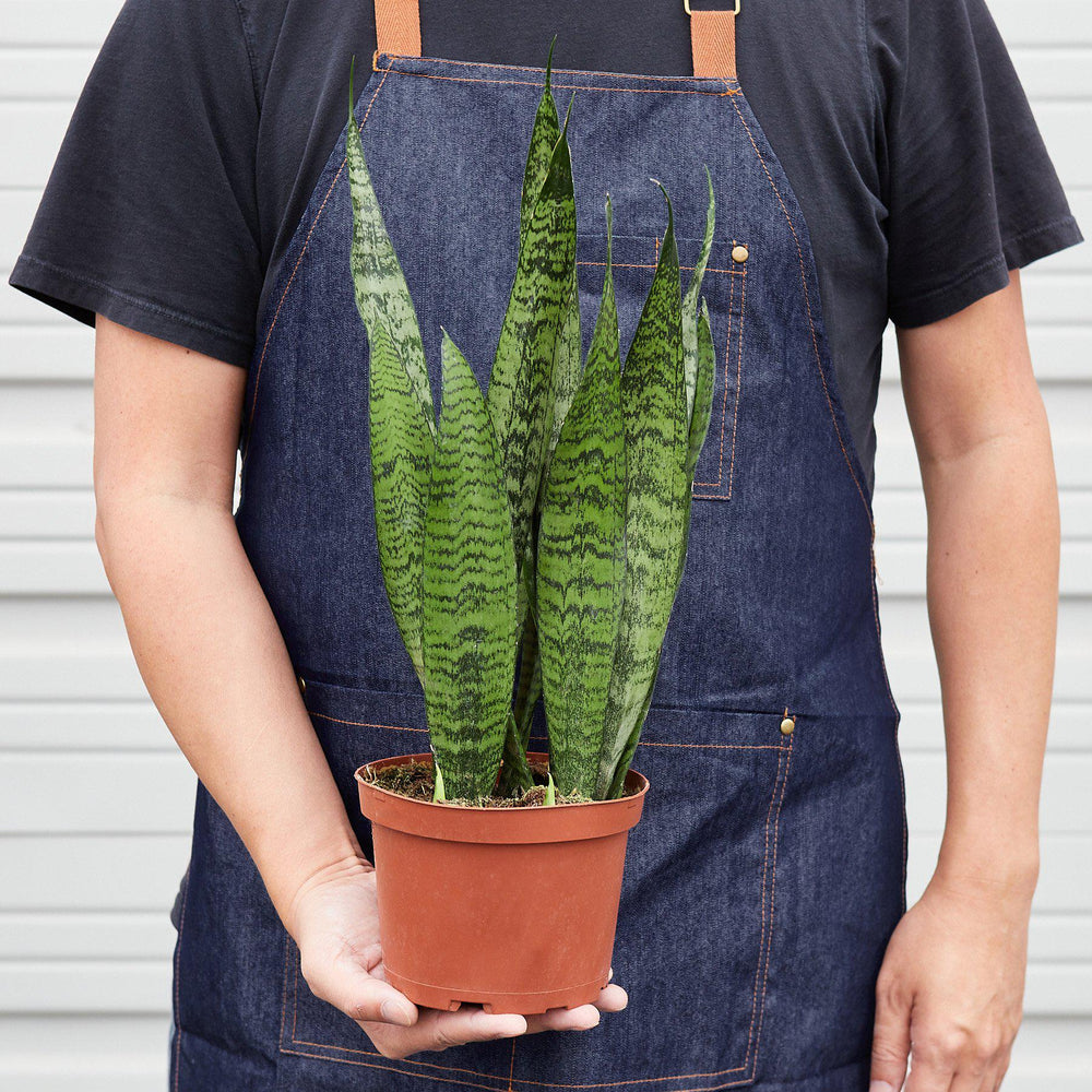 
                      
                        Snake Plant 'Zeylanica'
                      
                    