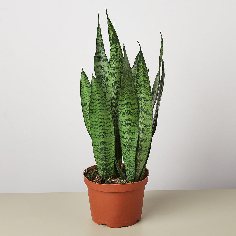 
                      
                        Snake Plant 'Zeylanica'
                      
                    