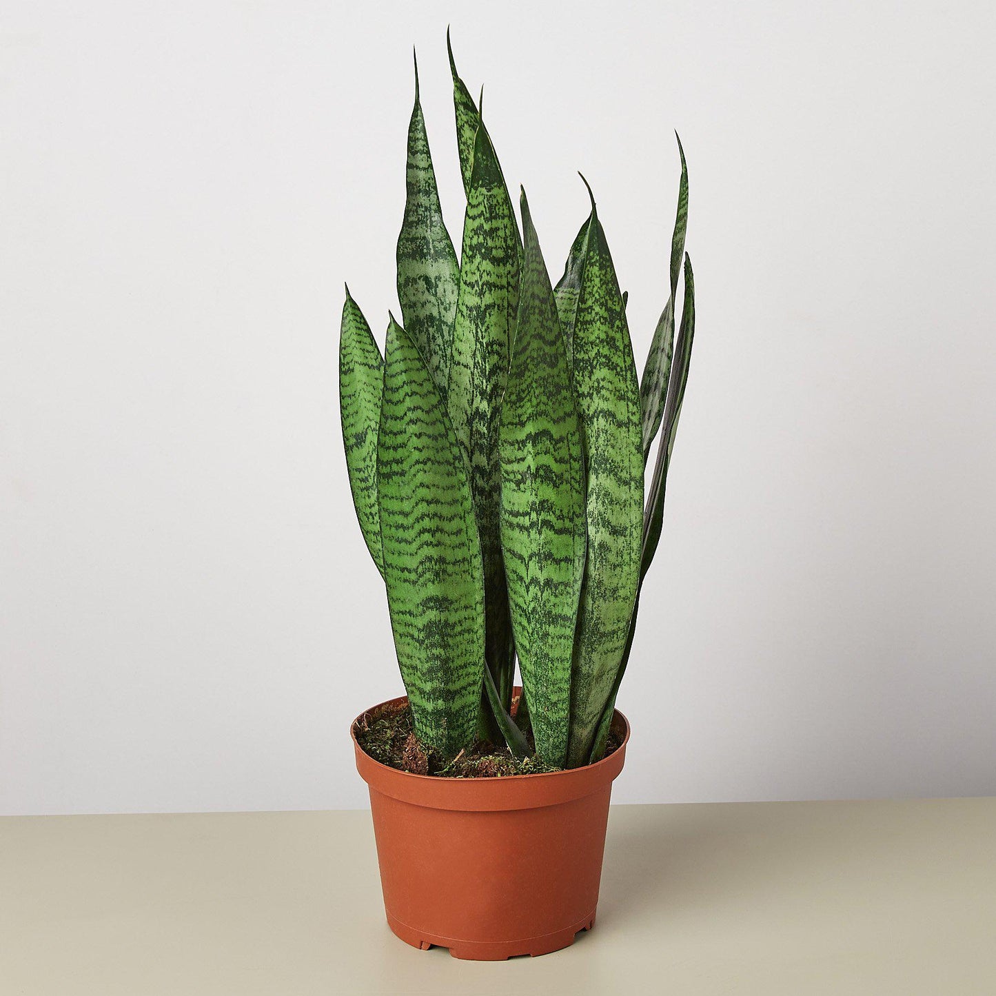 snake plant purification Snake Plant 'Zeylanica' 3" Pot / Nursery Pot