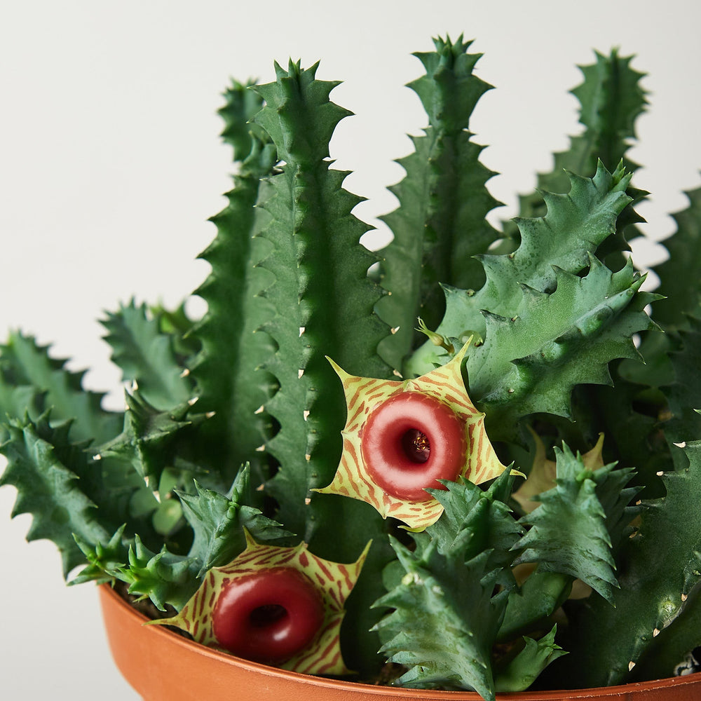 
                      
                        Lifesaver Cactus
                      
                    