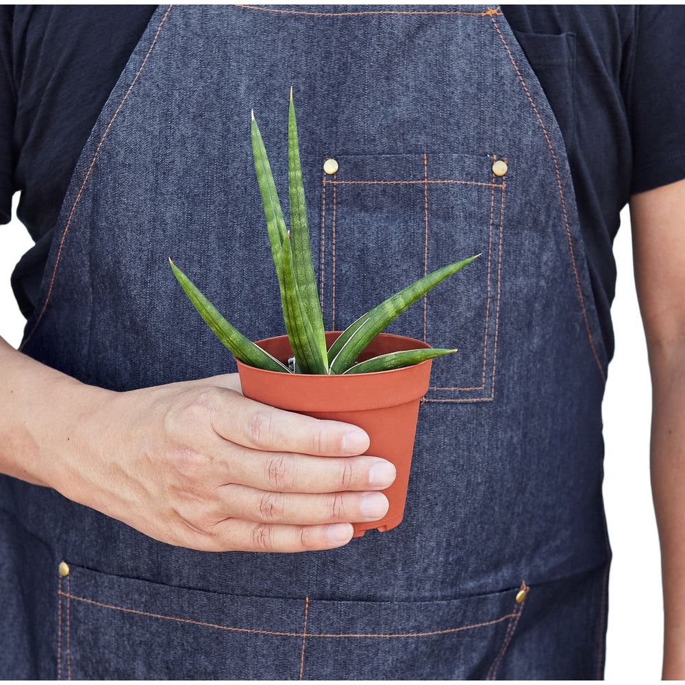 
                      
                        Snake Plant 'Stuckii'
                      
                    