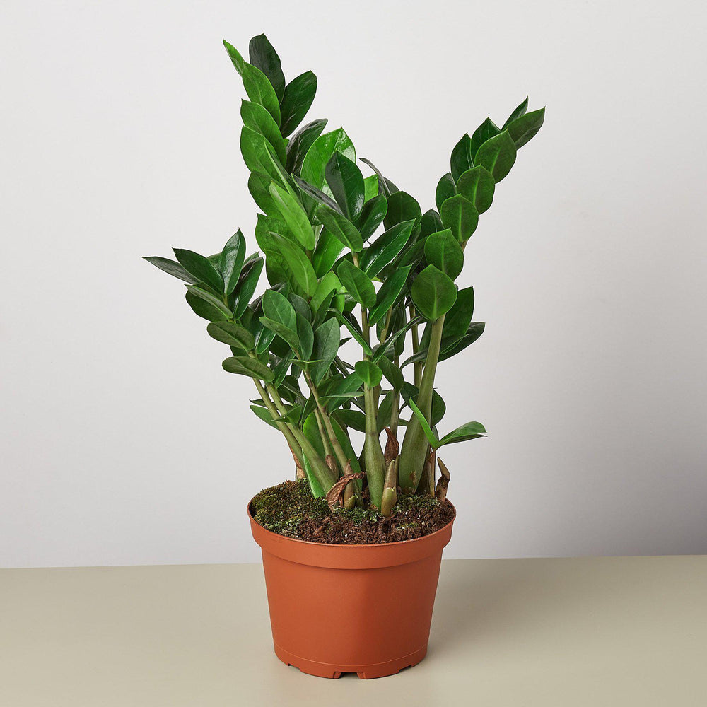 
                      
                        Zamioculcas Zamiifolia 'ZZ' Houseplant
                      
                    