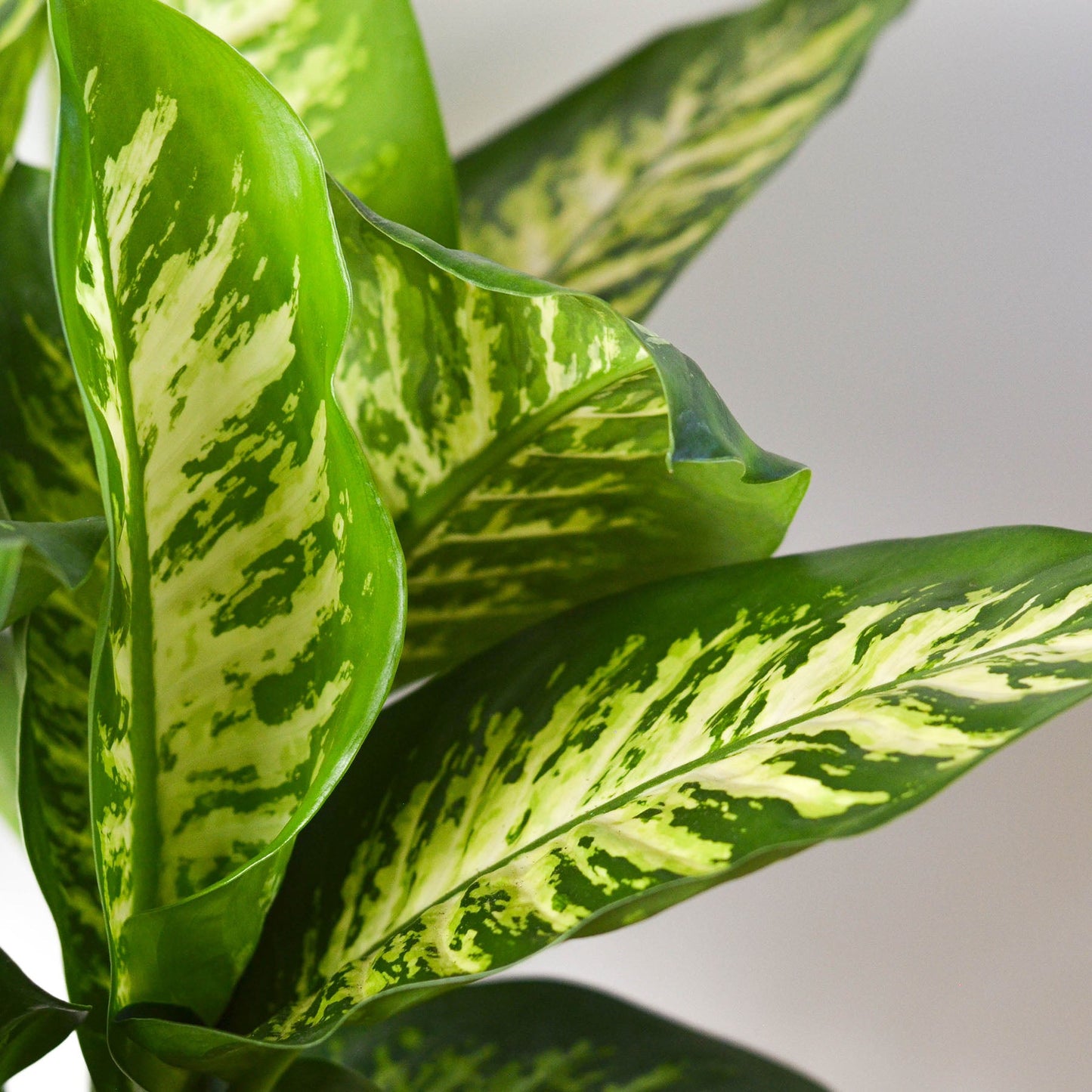 dieffenbachia cold weather Dieffenbachia 'Tropic Snow' Houseplant
