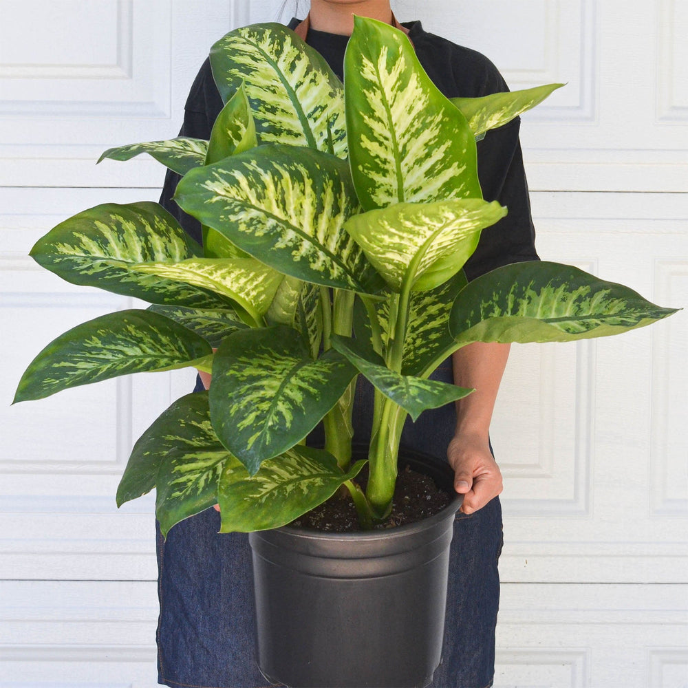 
                      
                        Dieffenbachia 'Tropic Snow'
                      
                    