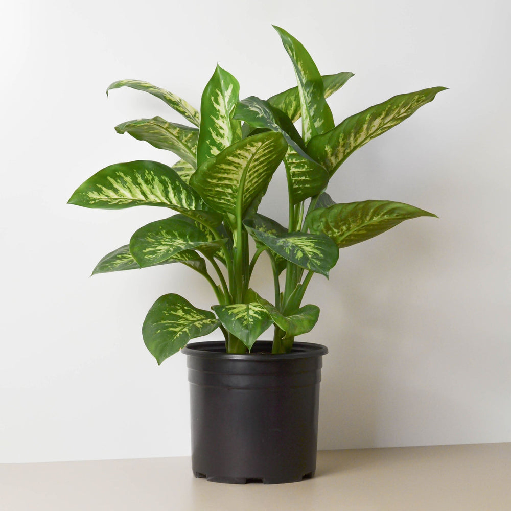 
                      
                        Dieffenbachia 'Tropic Snow'
                      
                    