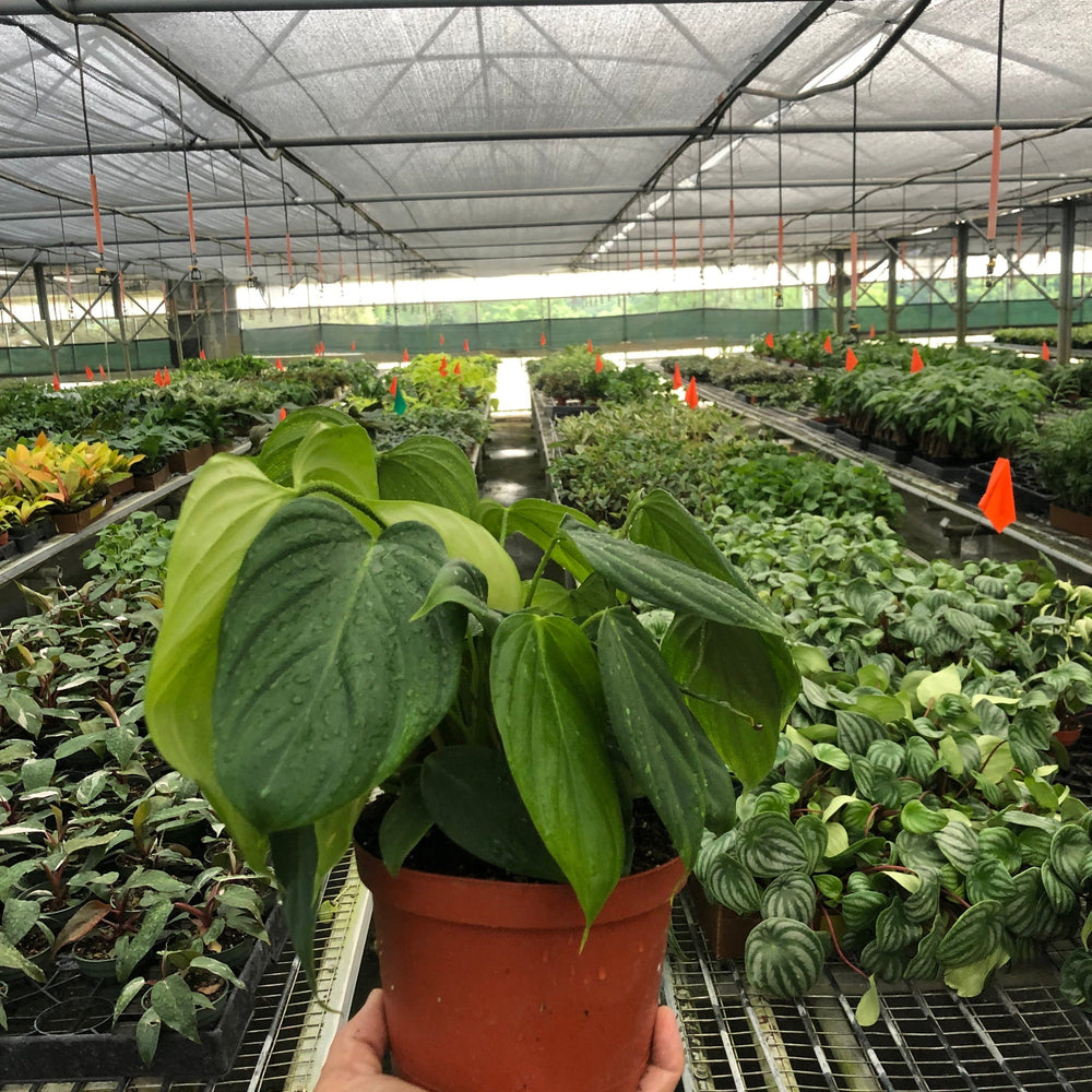 
                      
                        Philodendron 'Fuzzy Petiole'
                      
                    