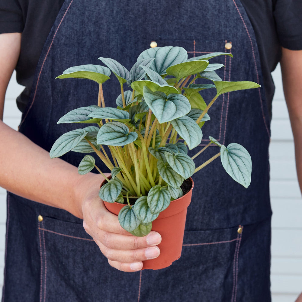 
                      
                        Peperomia 'Frost
                      
                    