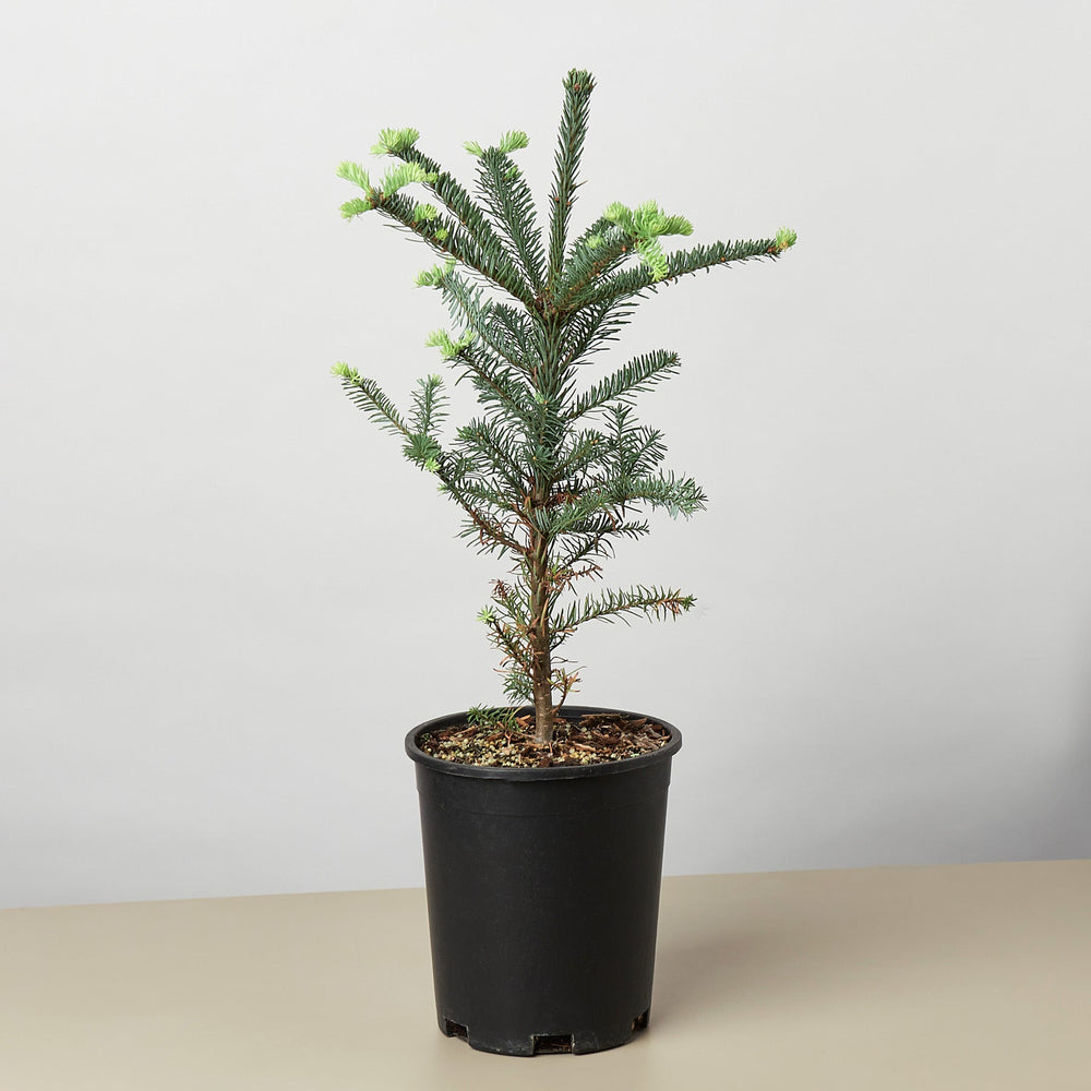 
                      
                        Noble Fir Tree
                      
                    