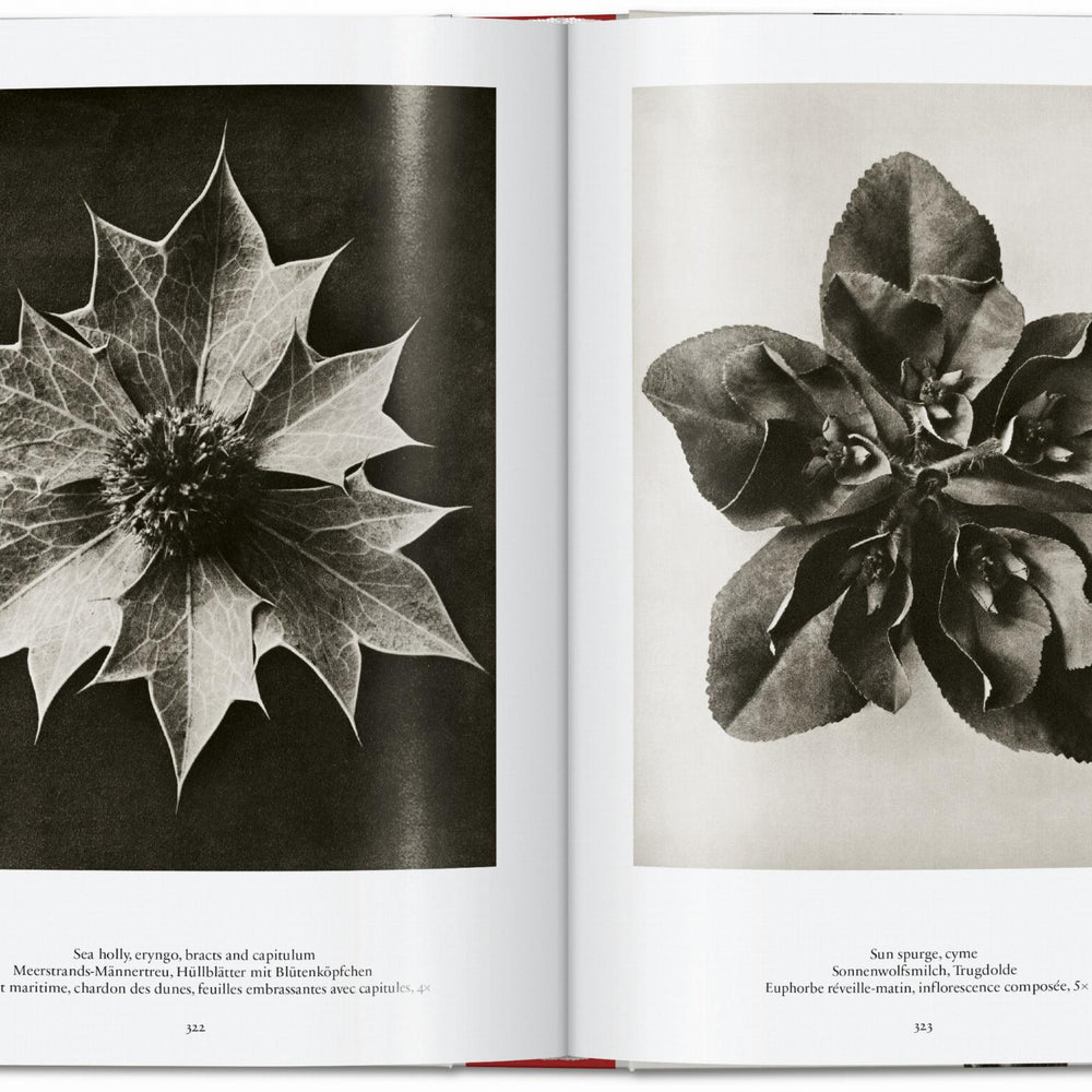 
                      
                        Karl Blossfeldt. The Complete Published Work. 40th Ed. (German, French, English)
                      
                    