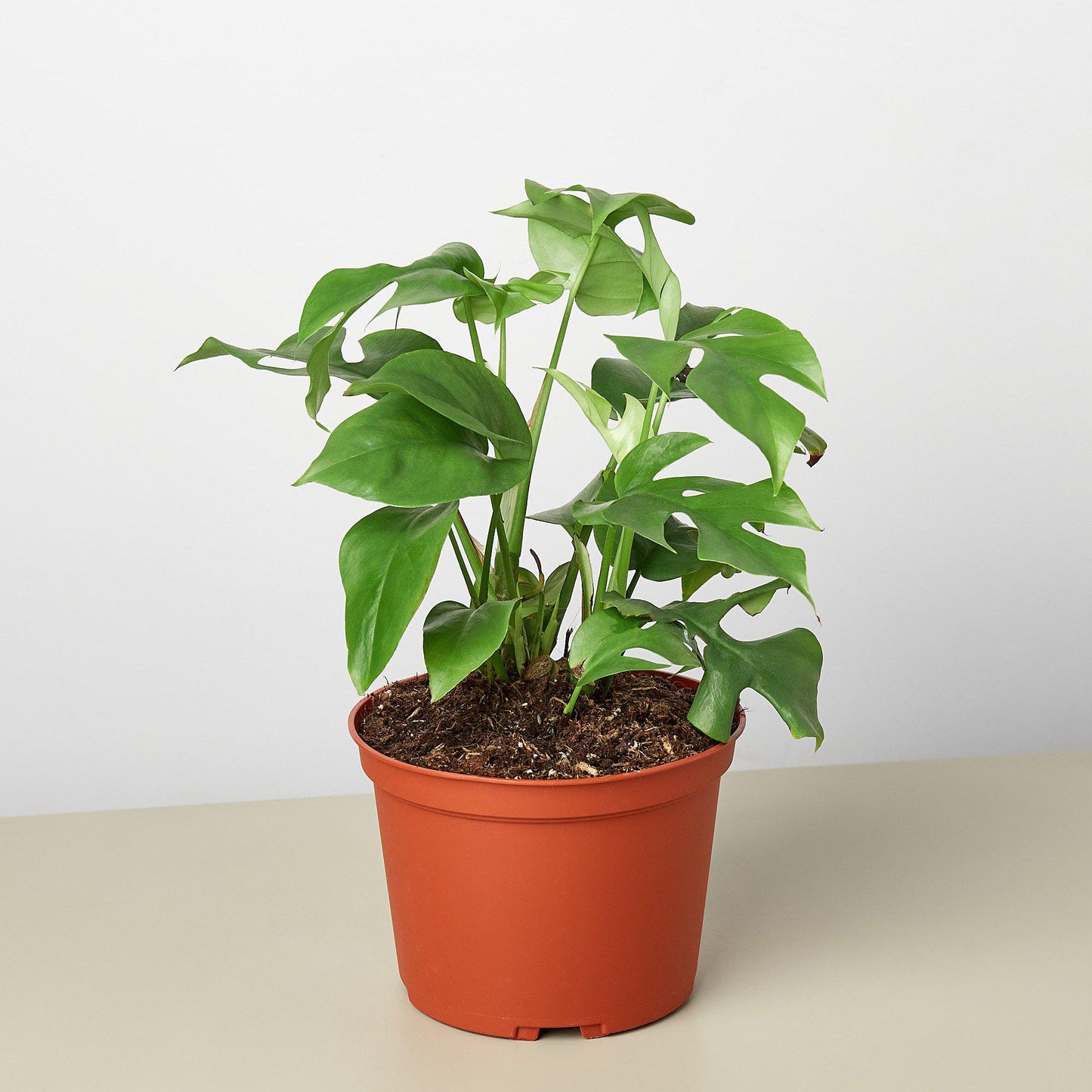 philodendron minima soil Rhaphidophora