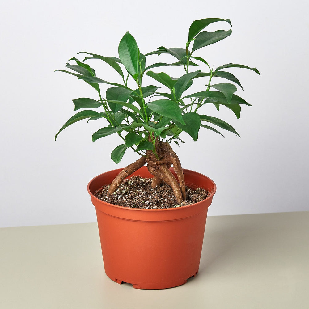 
                      
                        Ficus 'Ginseng'
                      
                    