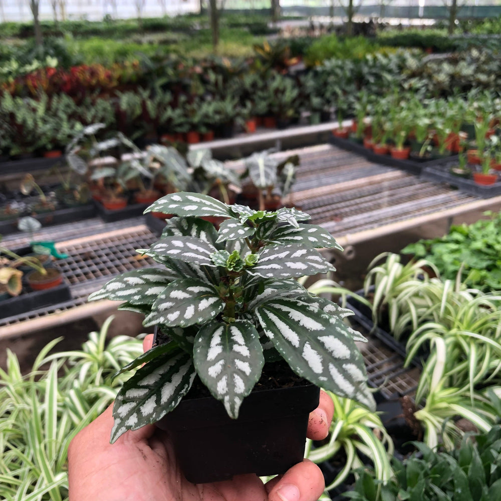 
                      
                        Pilea 'Aluminum'
                      
                    