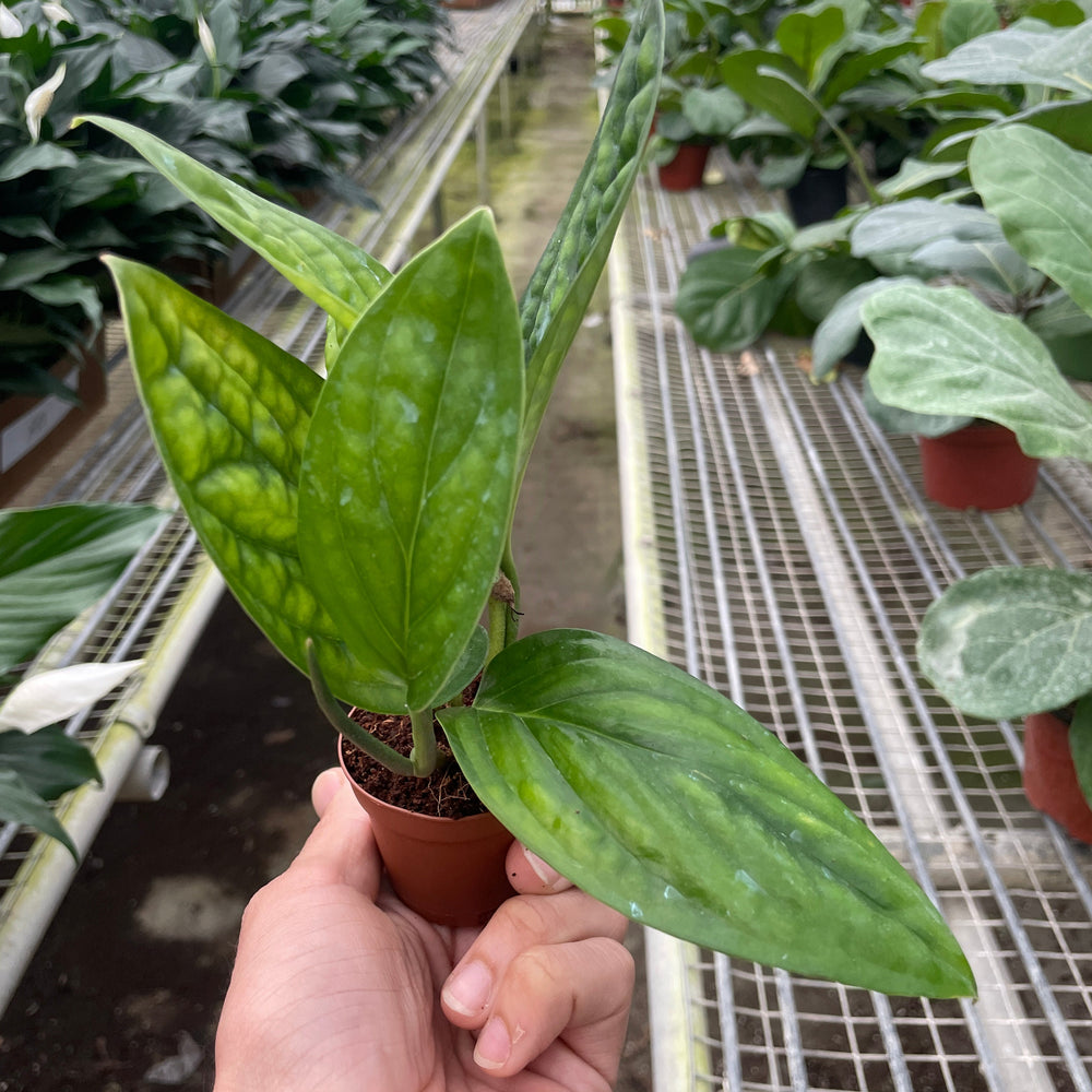 
                      
                        Monstera 'Peru'
                      
                    
