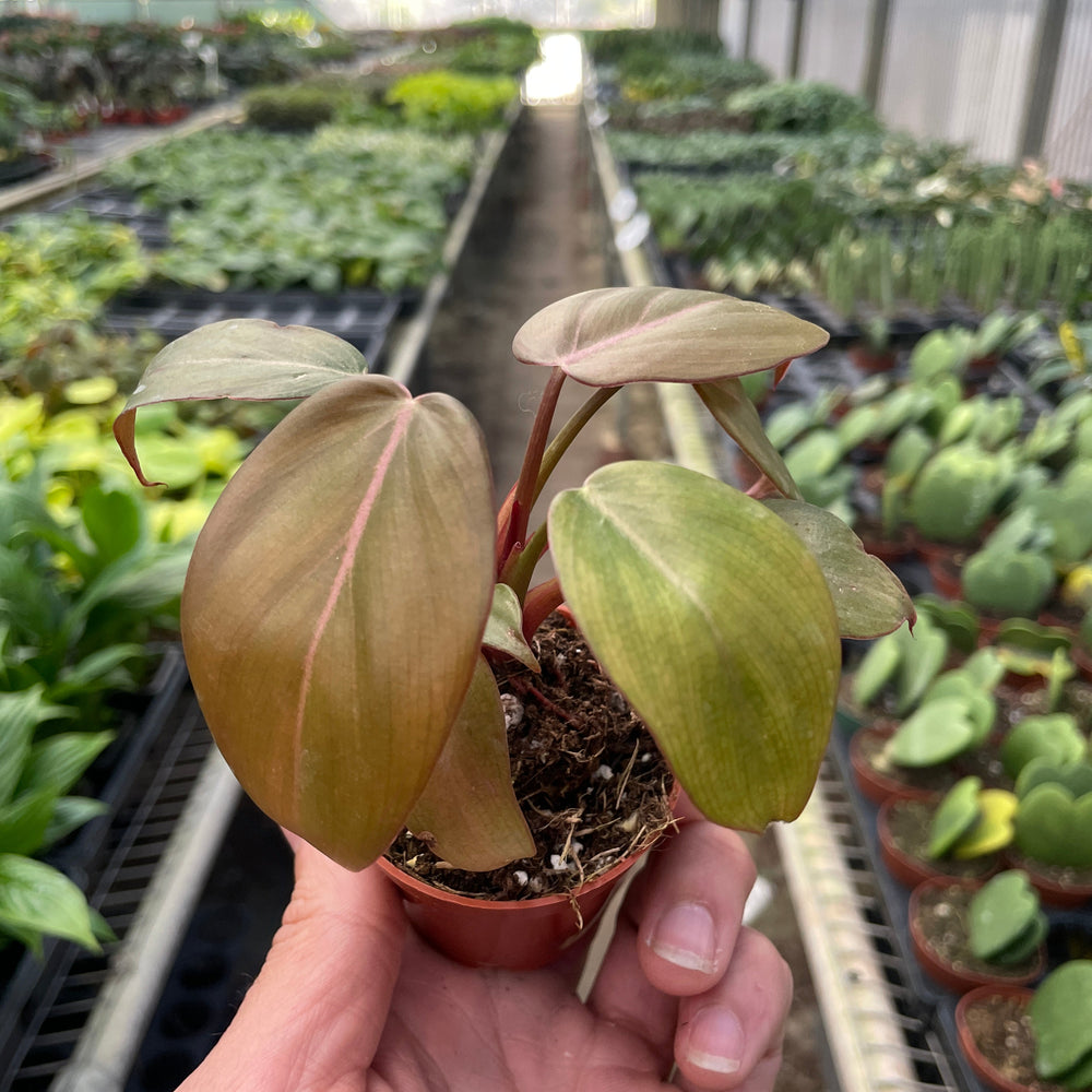
                      
                        Philodendron 'Summer Glory'
                      
                    