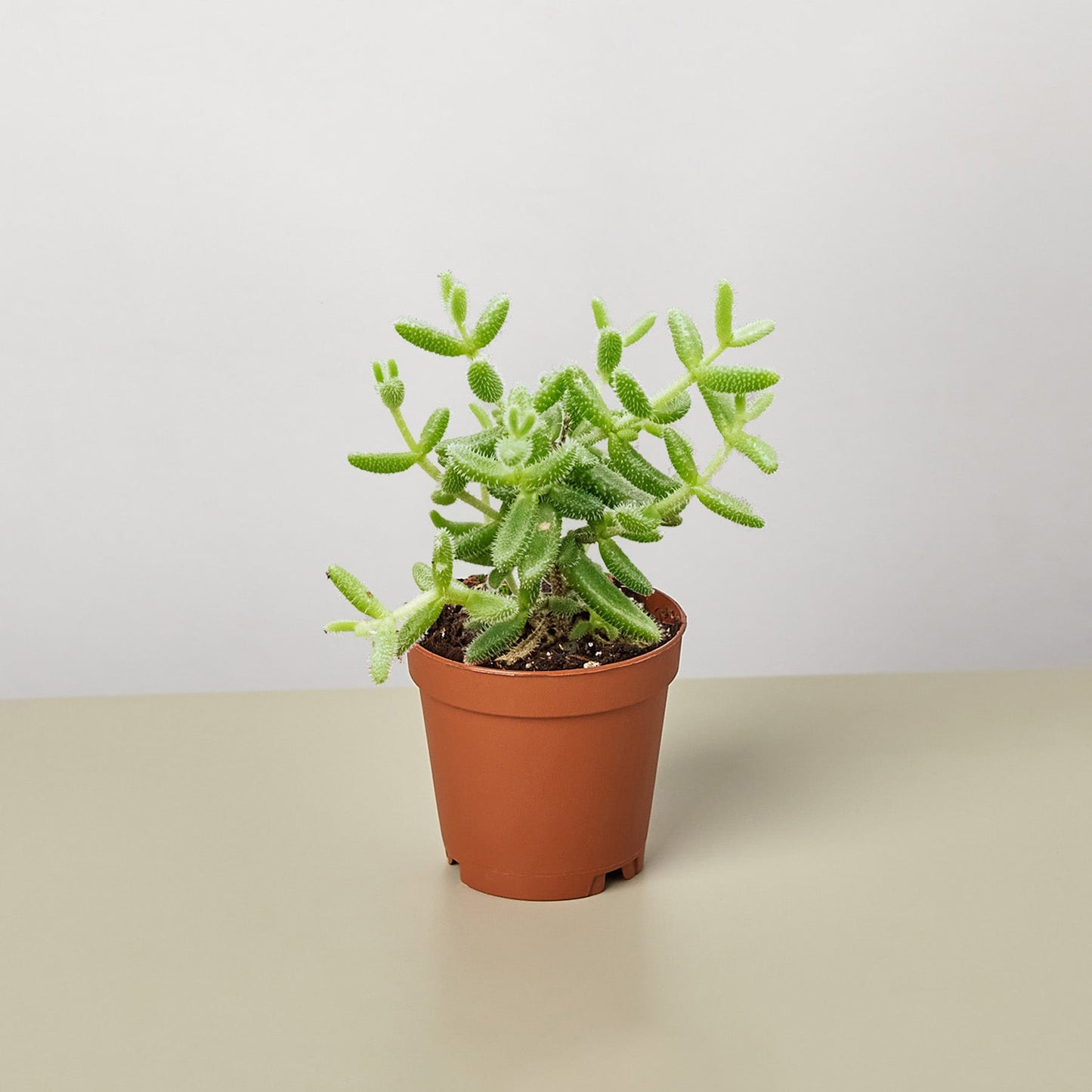 succulent that looks like a pickle Delosperma echinatum - Pickle Plant
