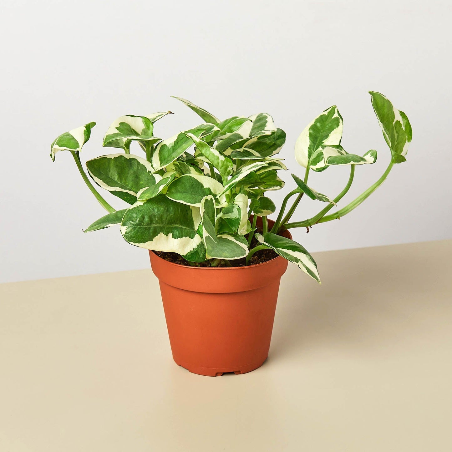 pothos nursery Pothos 'N'joy' Houseplant