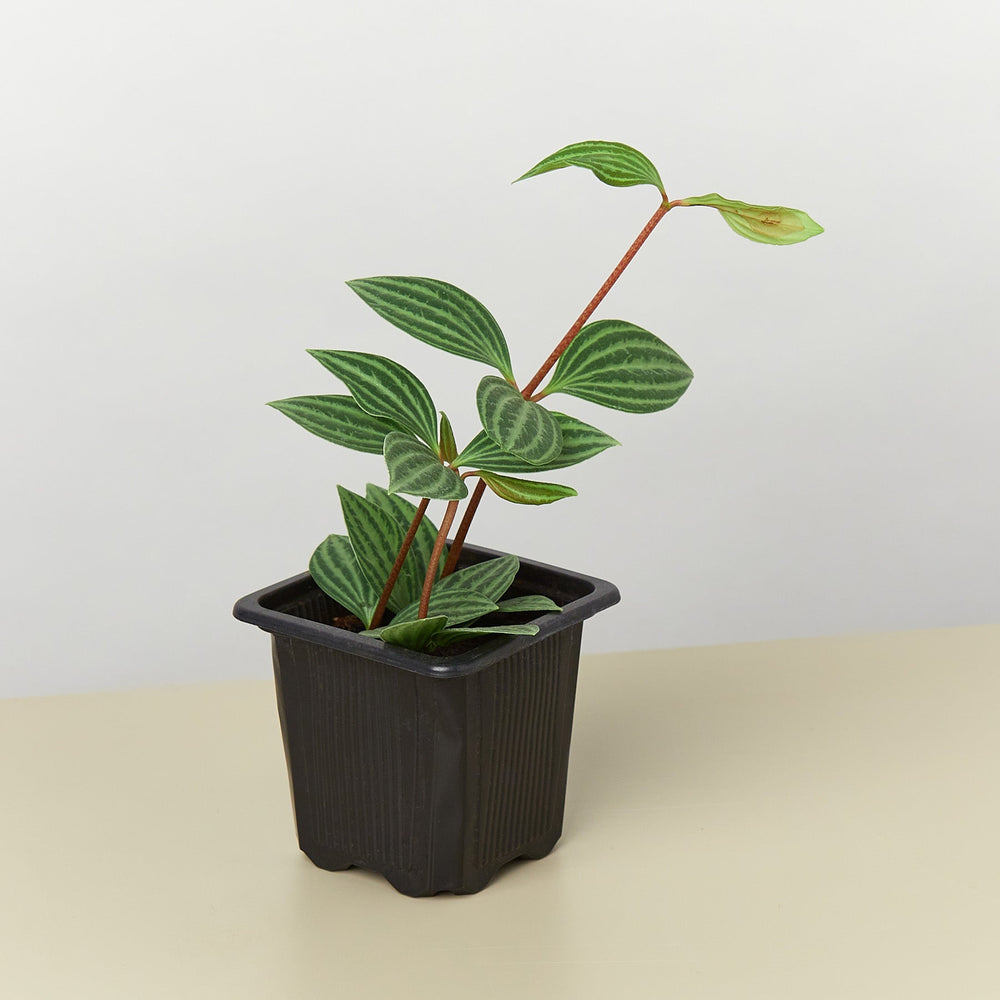 
                      
                        Peperomia 'Parallel'
                      
                    