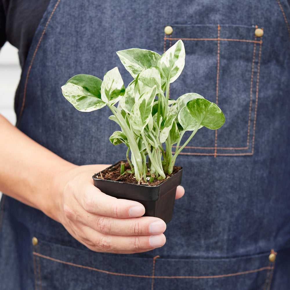 
                      
                        Pothos 'N'joy'
                      
                    