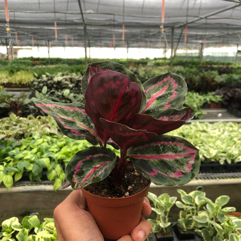 Calathea 'Dottie'