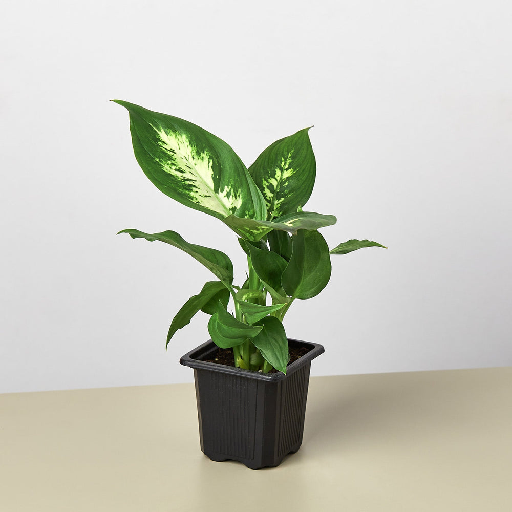 
                      
                        Dieffenbachia Camille
                      
                    