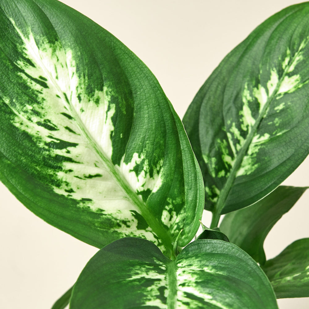 
                      
                        Dieffenbachia Camille
                      
                    