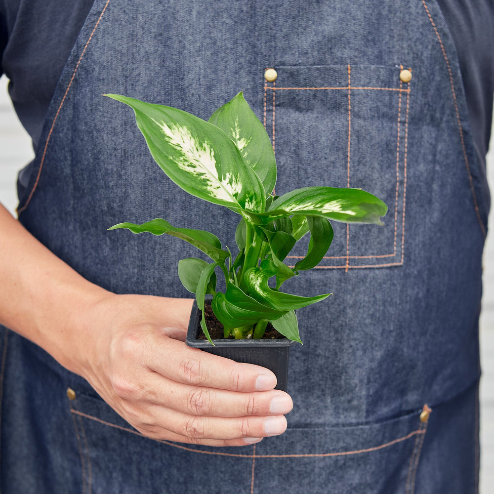 
                      
                        Dieffenbachia Camille
                      
                    