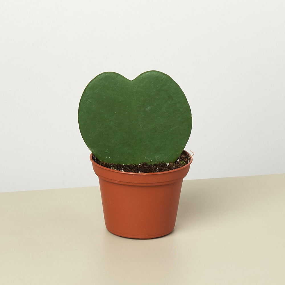 
                      
                        Hoya 'Sweetheart'
                      
                    