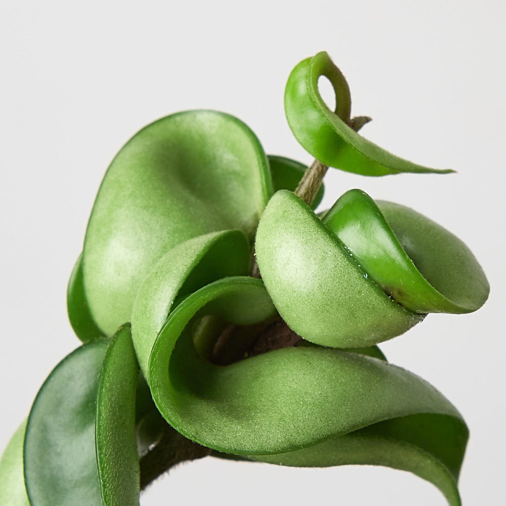 
                      
                        Hoya Rope Plant
                      
                    