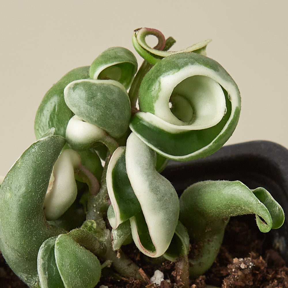 
                      
                        Hoya 'Rope Plant' Variegated
                      
                    