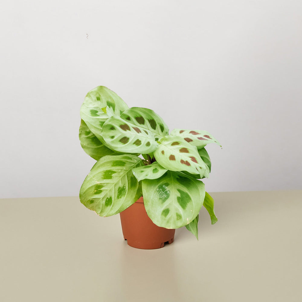 
                      
                        Maranta Leuconeura
                      
                    