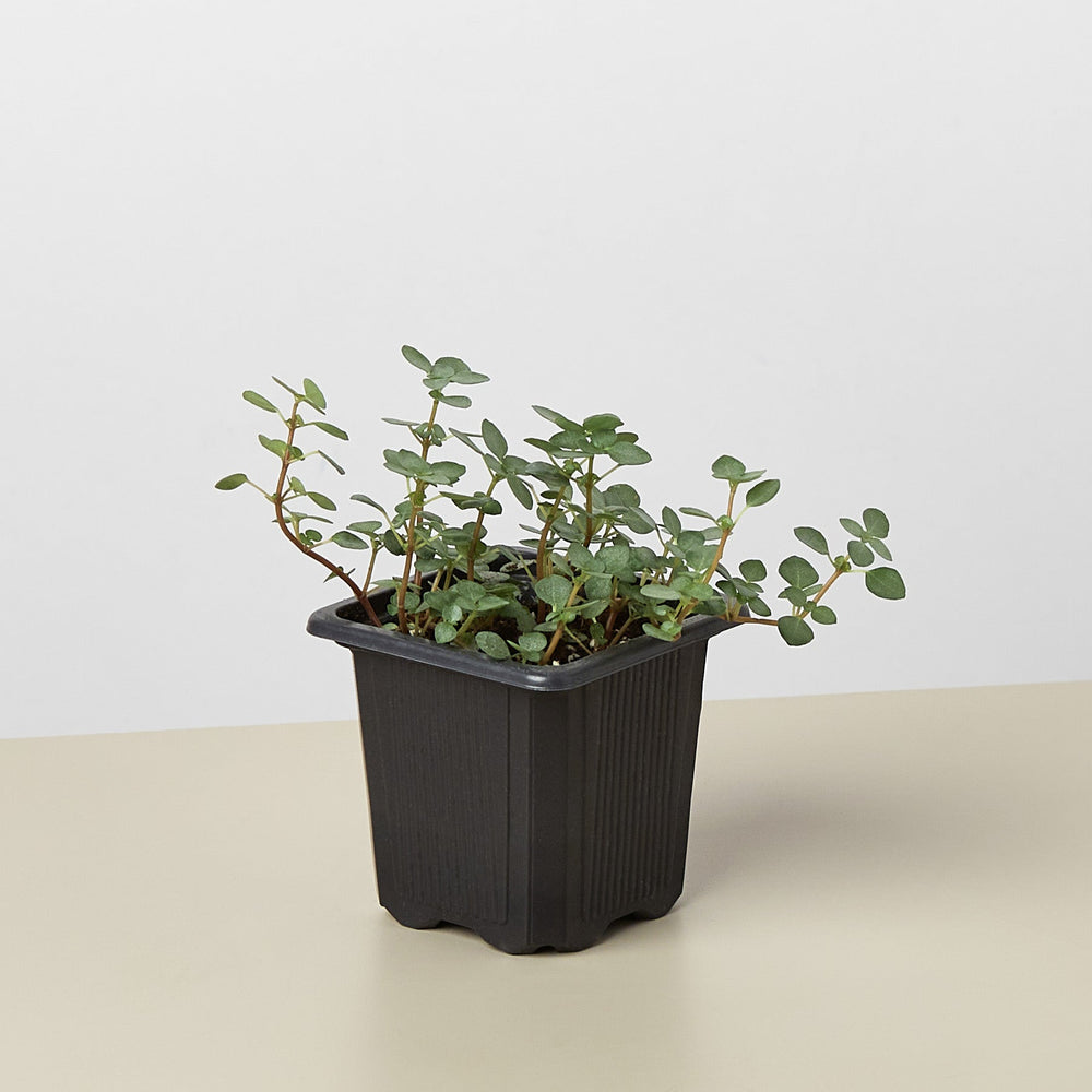 
                      
                        Nettle 'Silver Sparkle'
                      
                    