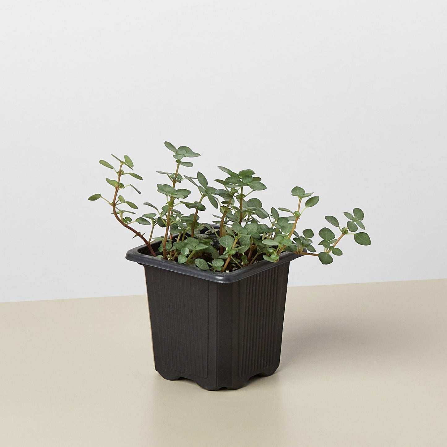 sparkle plant pot The Snobby Leaf | Nettle 'Silver Sparkle' - 4 inch Nursery Pot