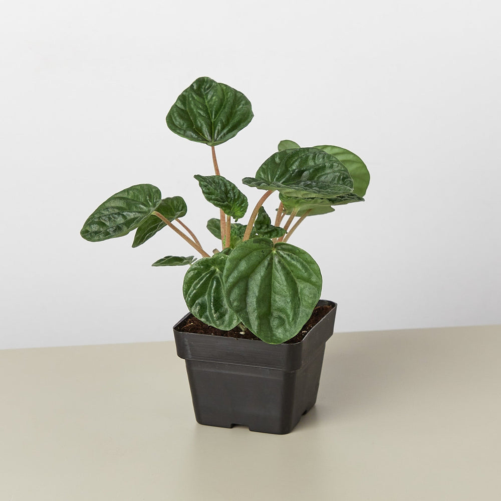
                      
                        Peperomia 'Ripple'
                      
                    