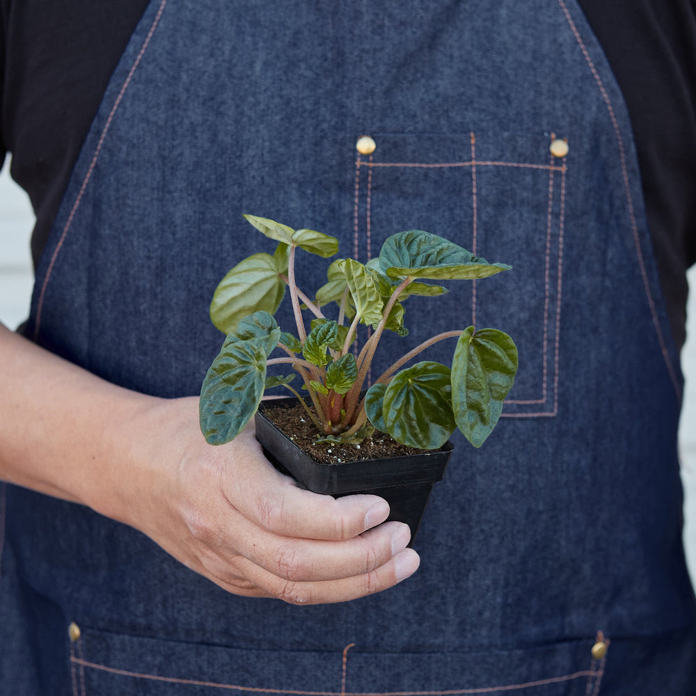 
                      
                        Peperomia 'Ripple'
                      
                    