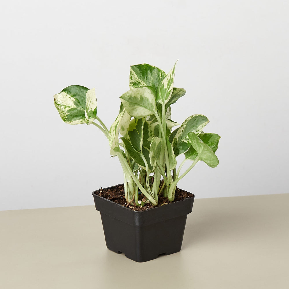 
                      
                        Pothos 'N'joy'
                      
                    