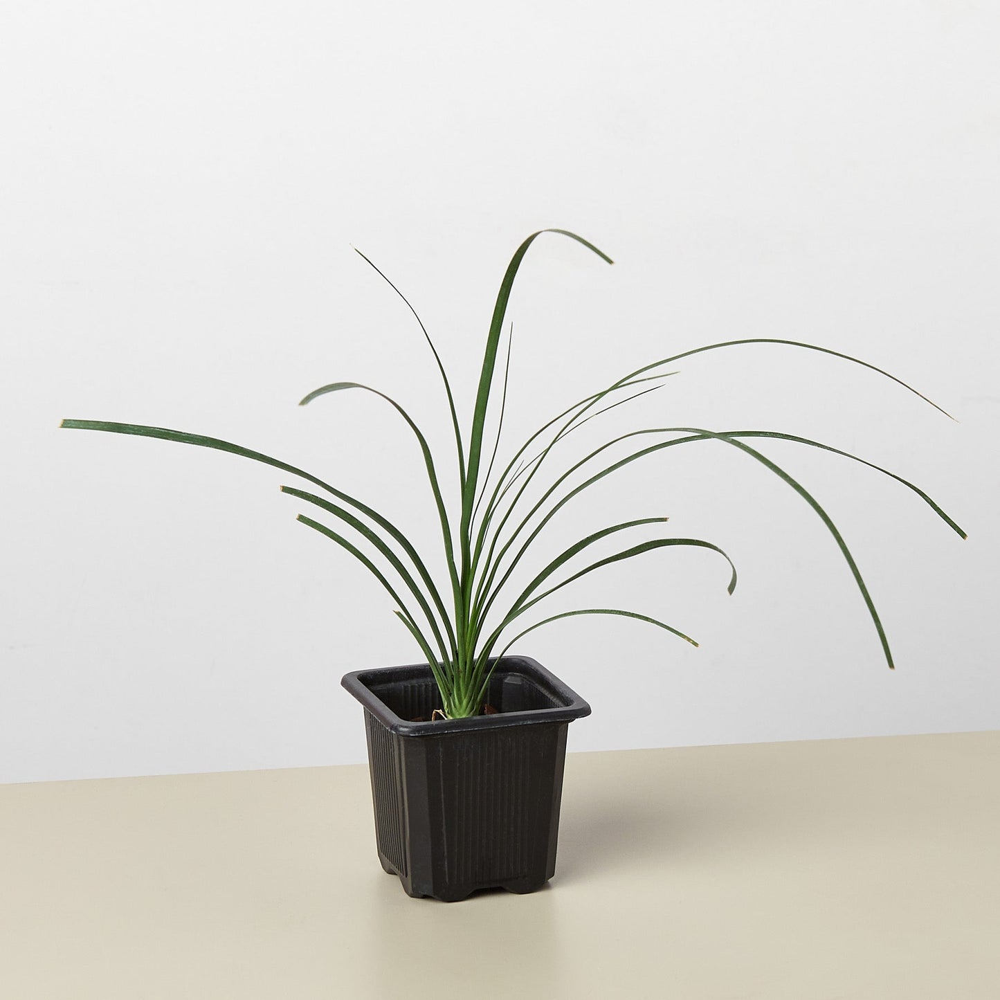 ponytail palm dog safe Ponytail Palm – Pet-Safe Indoor Plant