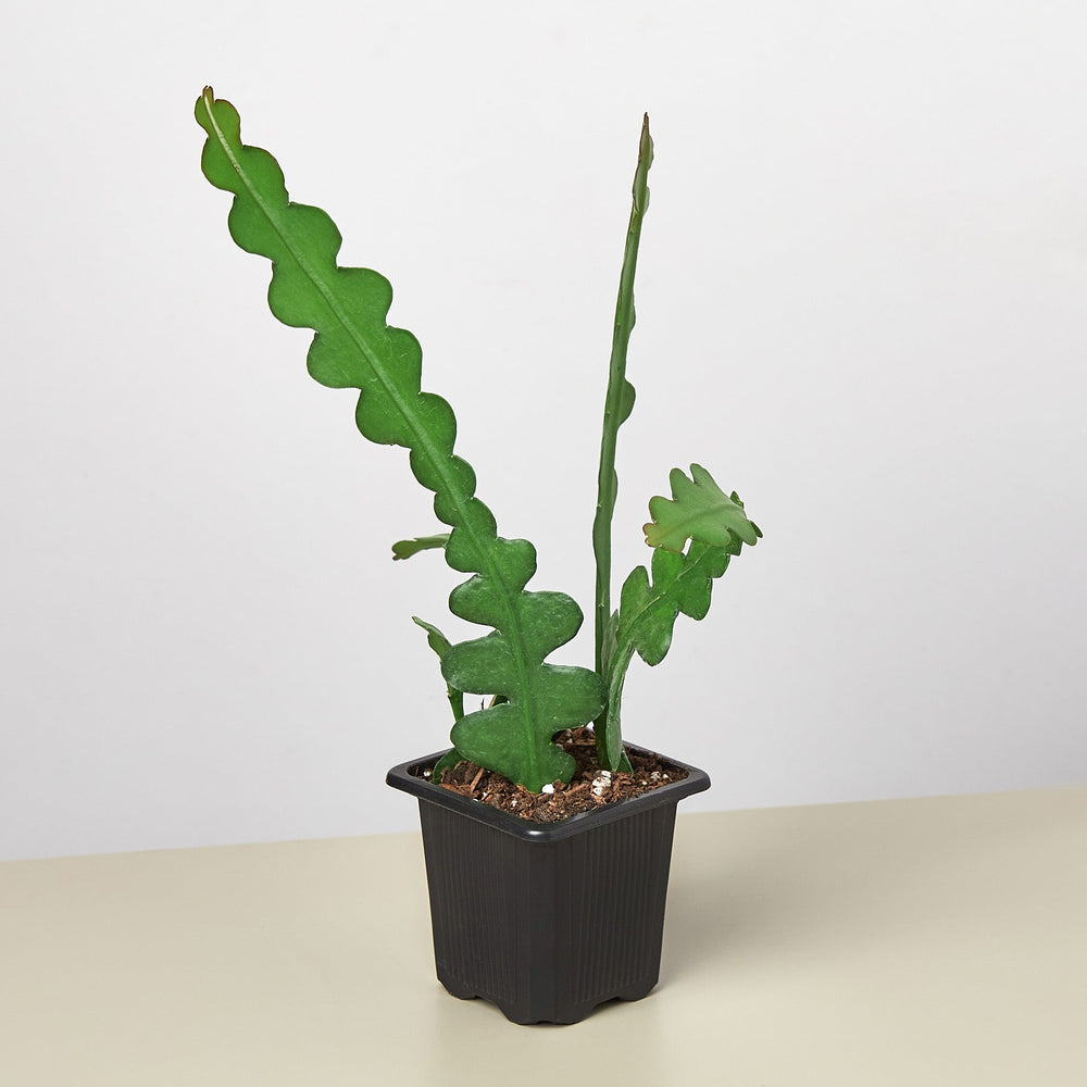 
                      
                        Epiphyllum 'Ric Rac' Cactus
                      
                    