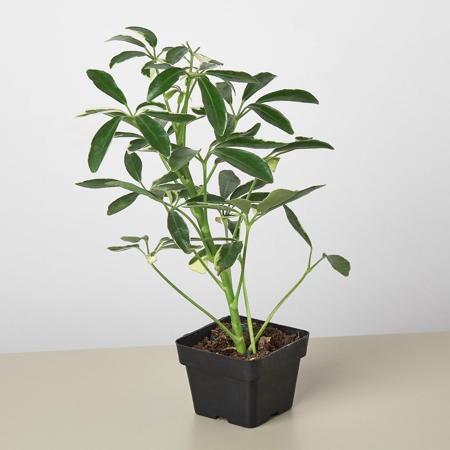schefflera arboricola moondrop Schefflera 'Moonlight' 3" Pot