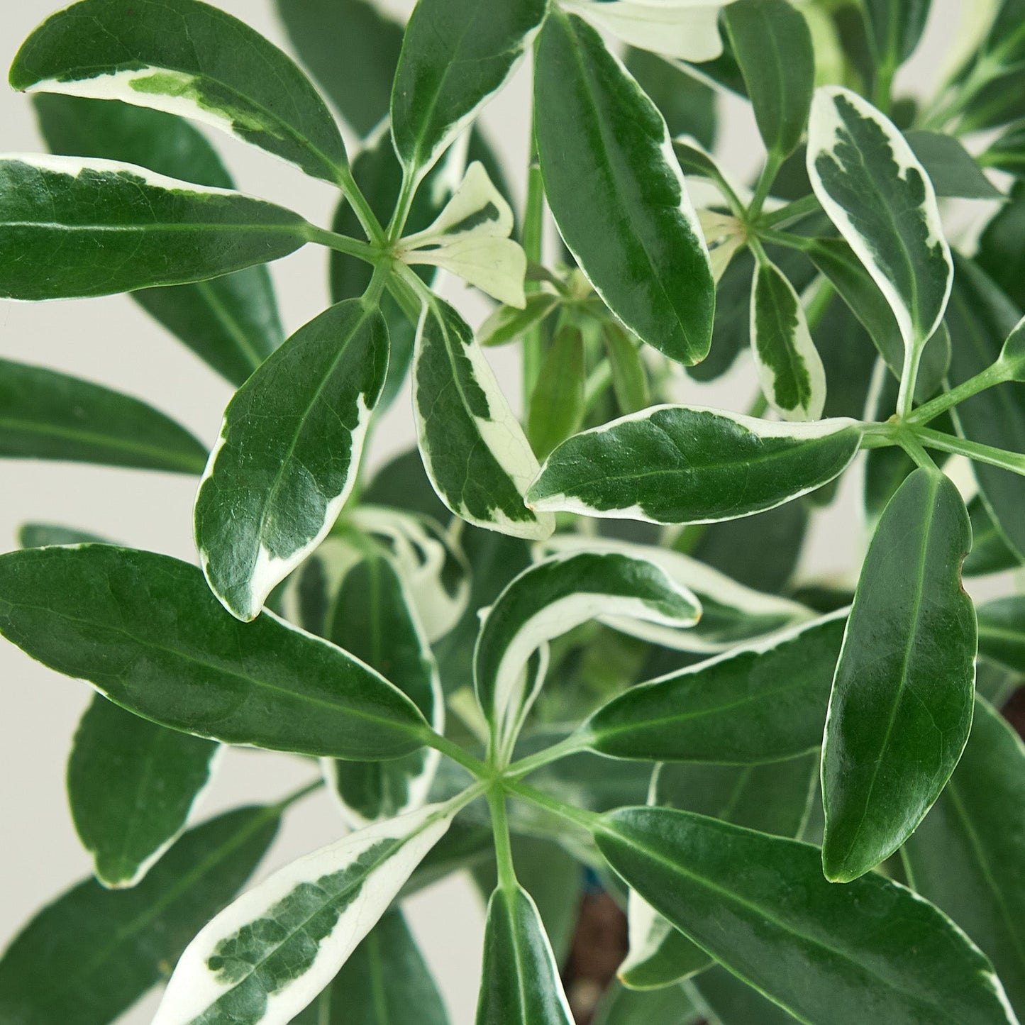 schefflera arboricola variegated 'umbrella' Schefflera 'Moonlight' 3" Pot