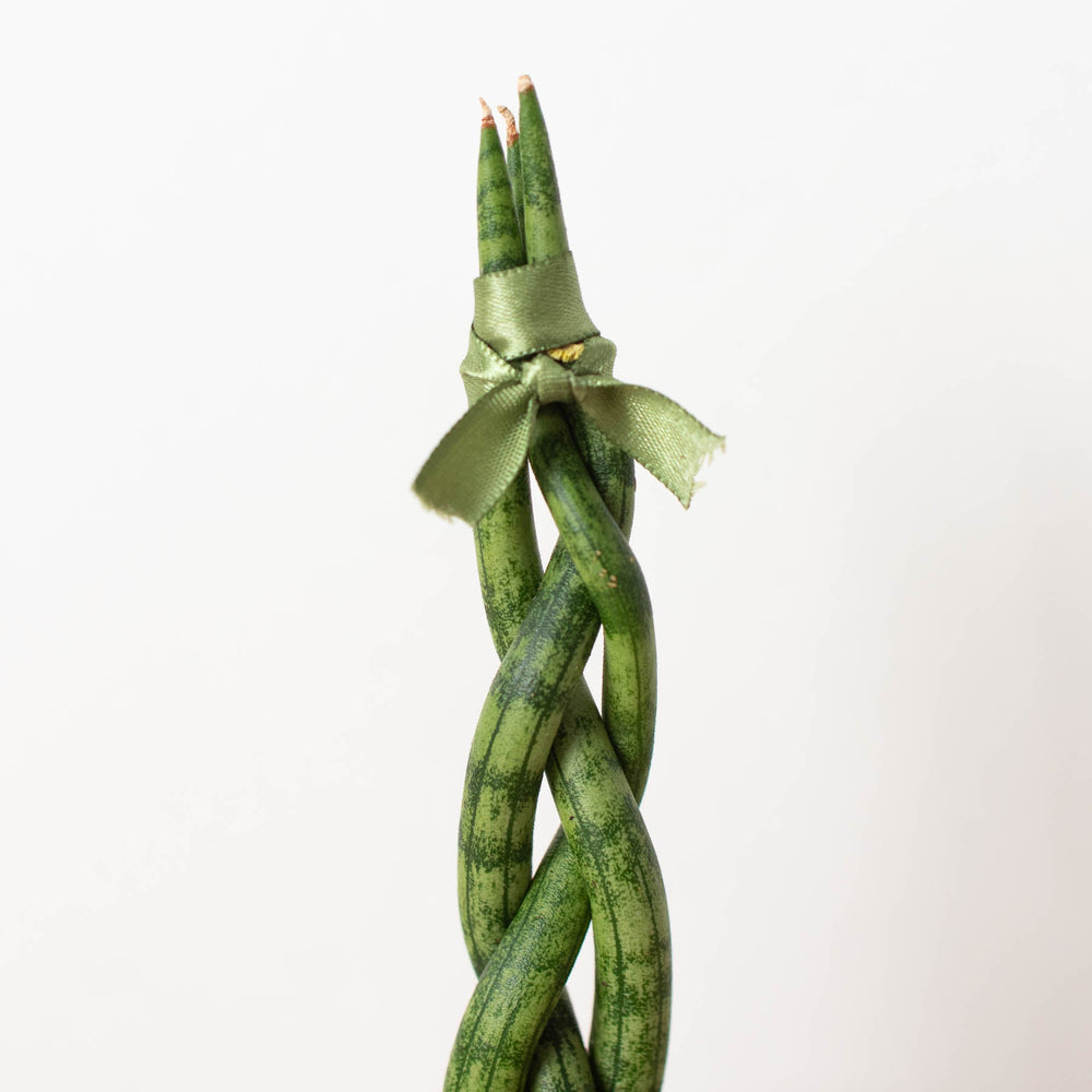 
                      
                        Snake Plant 'Braided'
                      
                    