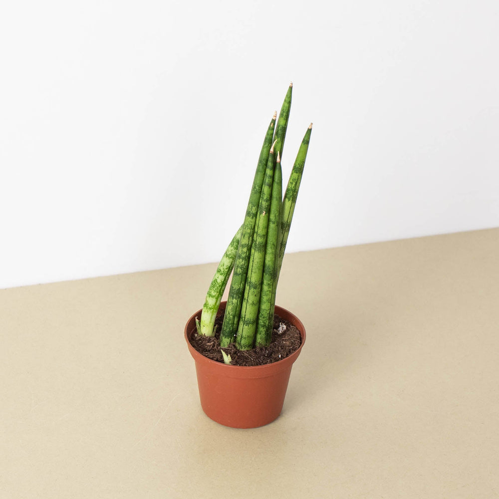 
                      
                        Snake Plant 'Cylindrica'
                      
                    