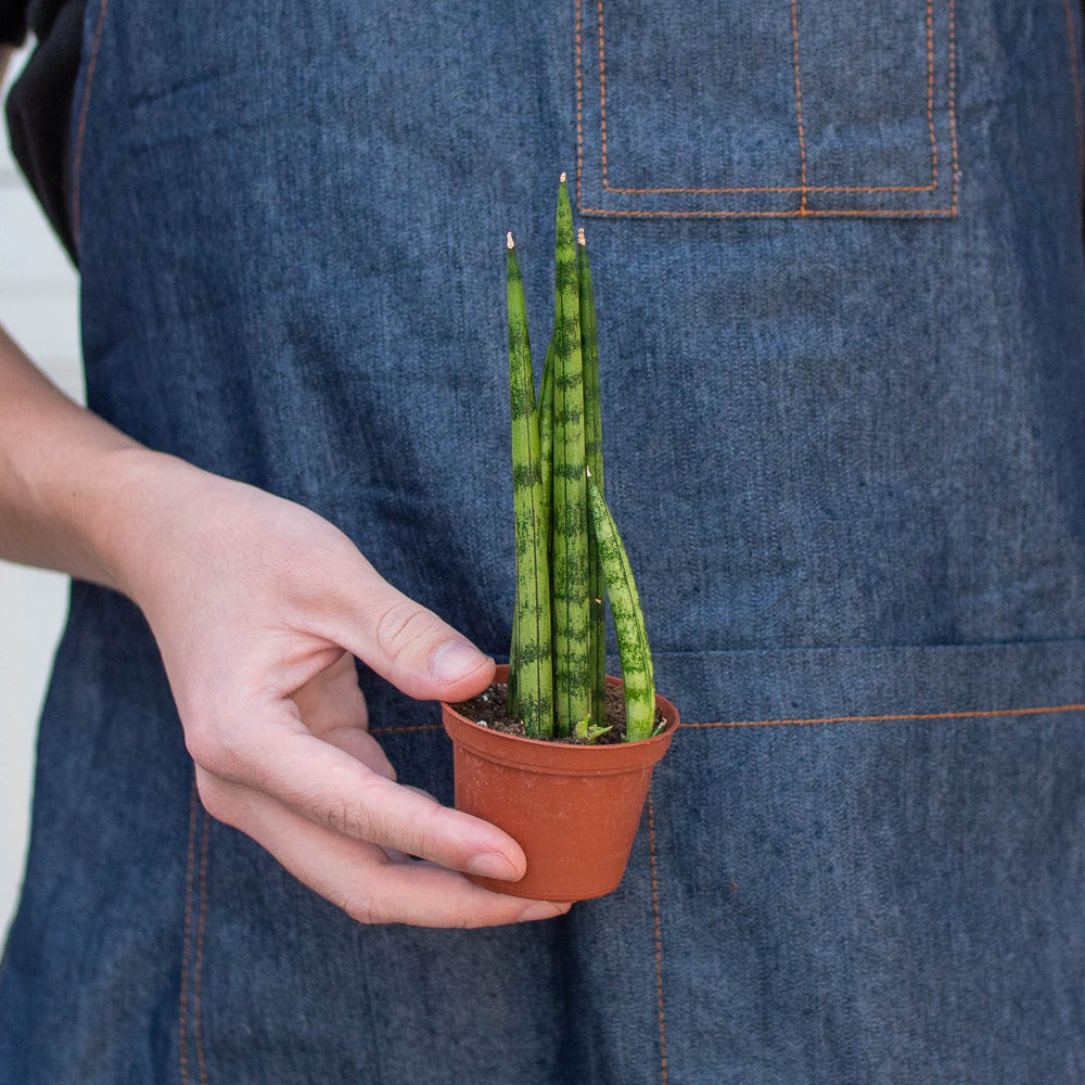 
                      
                        Snake Plant 'Cylindrica'
                      
                    