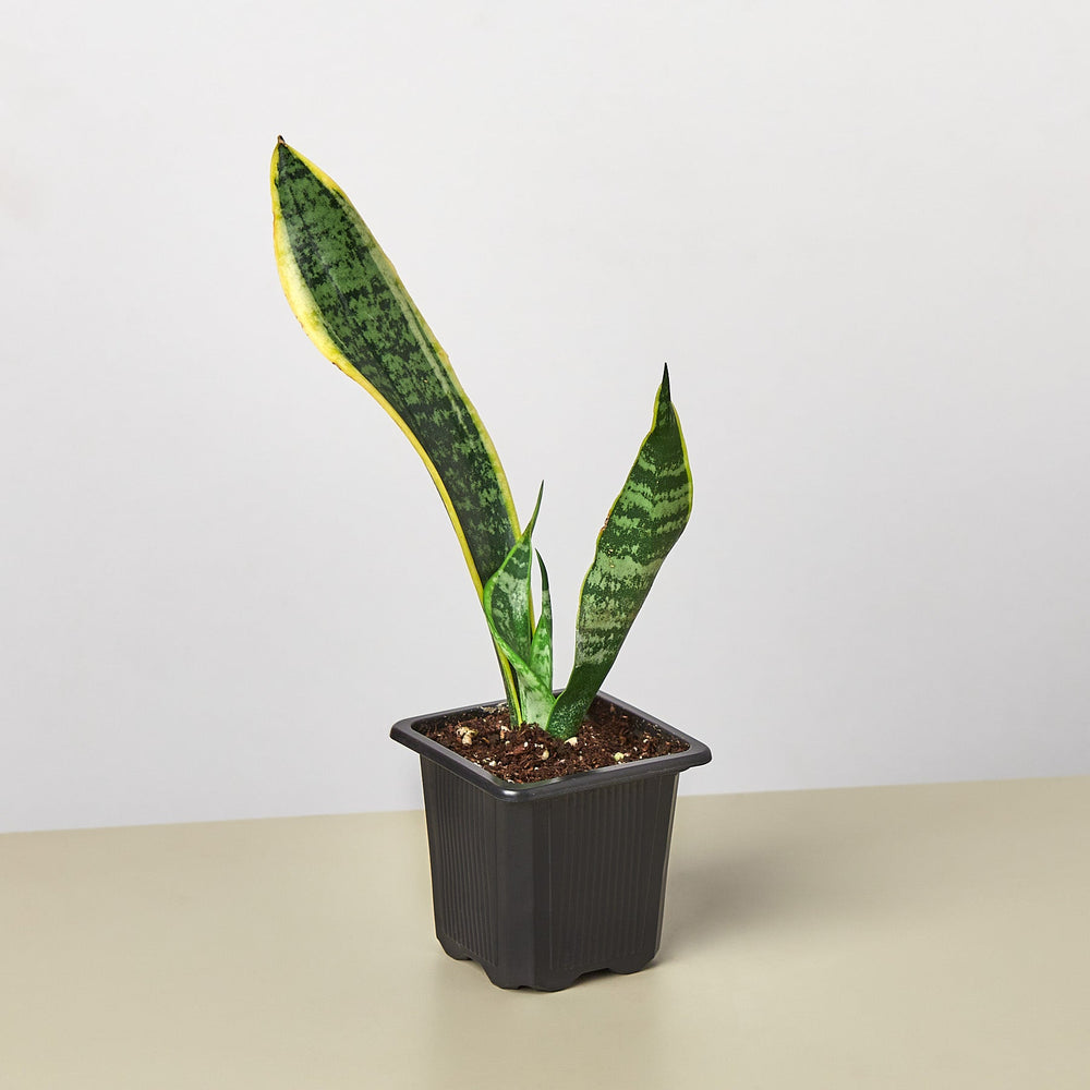 
                      
                        Snake Plant 'Laurentii'
                      
                    