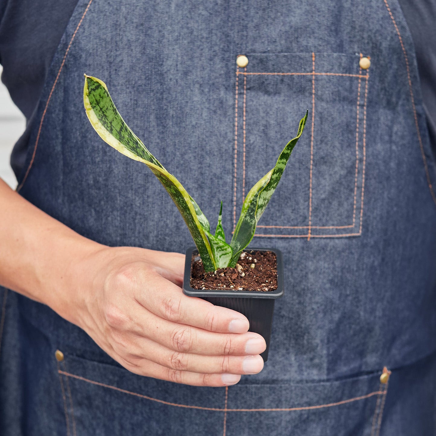 sansevieria air purifying plants Snake Plant Sansevieria Laurentii