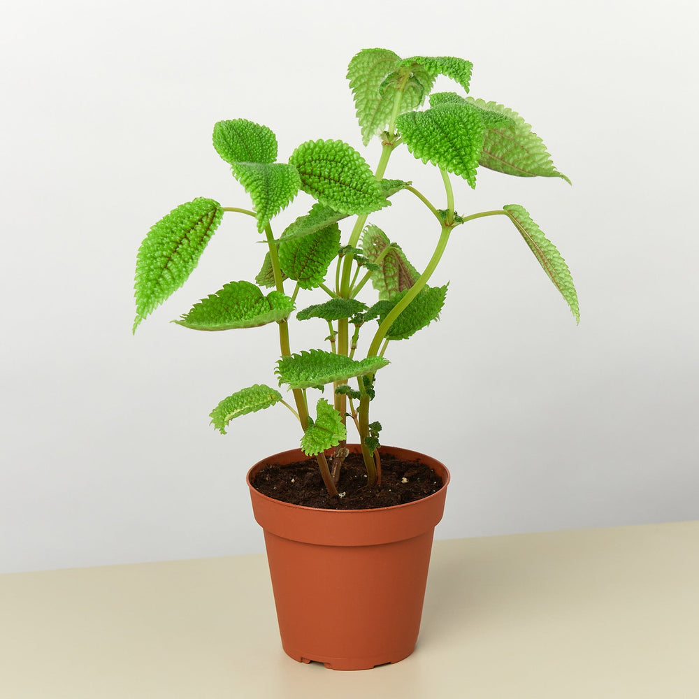 Pilea 'Moon Valley' - 4