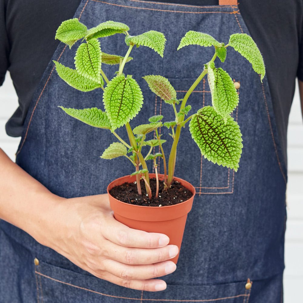 
                      
                        Pilea 'Moon Valley' - 4" Pot
                      
                    