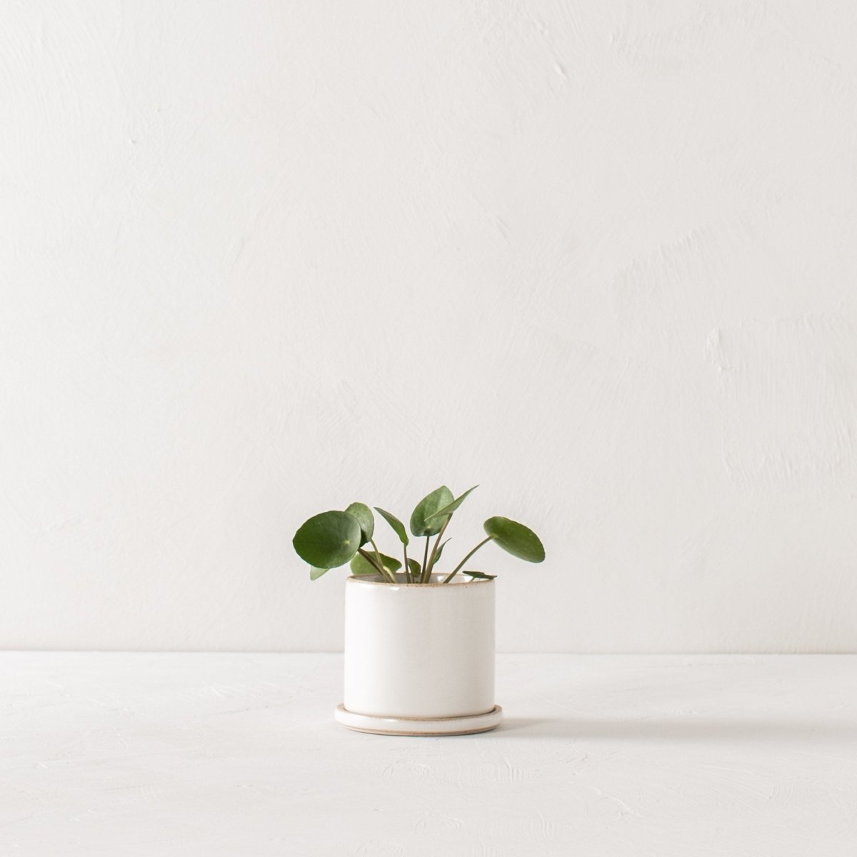 CONVIVIAL 4" Minimal Planter | Glazed Stoneware - lily & onyx