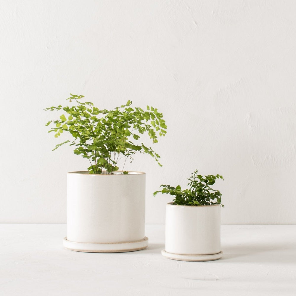 
                      
                        CONVIVIAL 4" Minimal Planter | Glazed Stoneware - lily & onyx
                      
                    